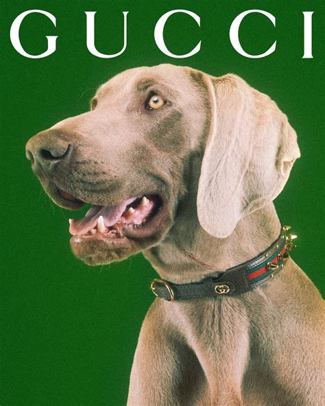 gucci pet 2016|gucci dogs for sale.